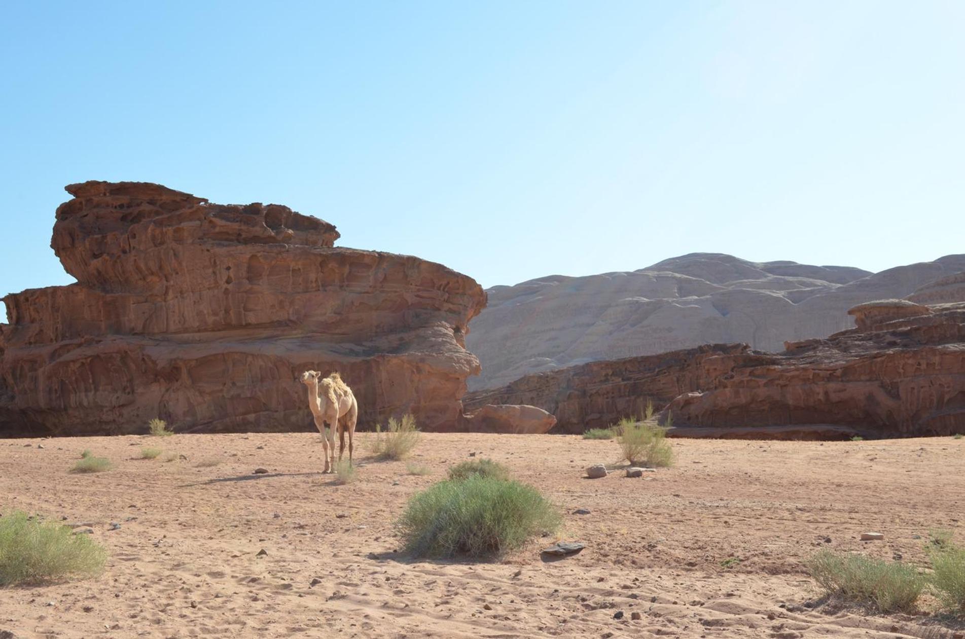 Wadi Rum Mundo Camp Акаба Екстериор снимка